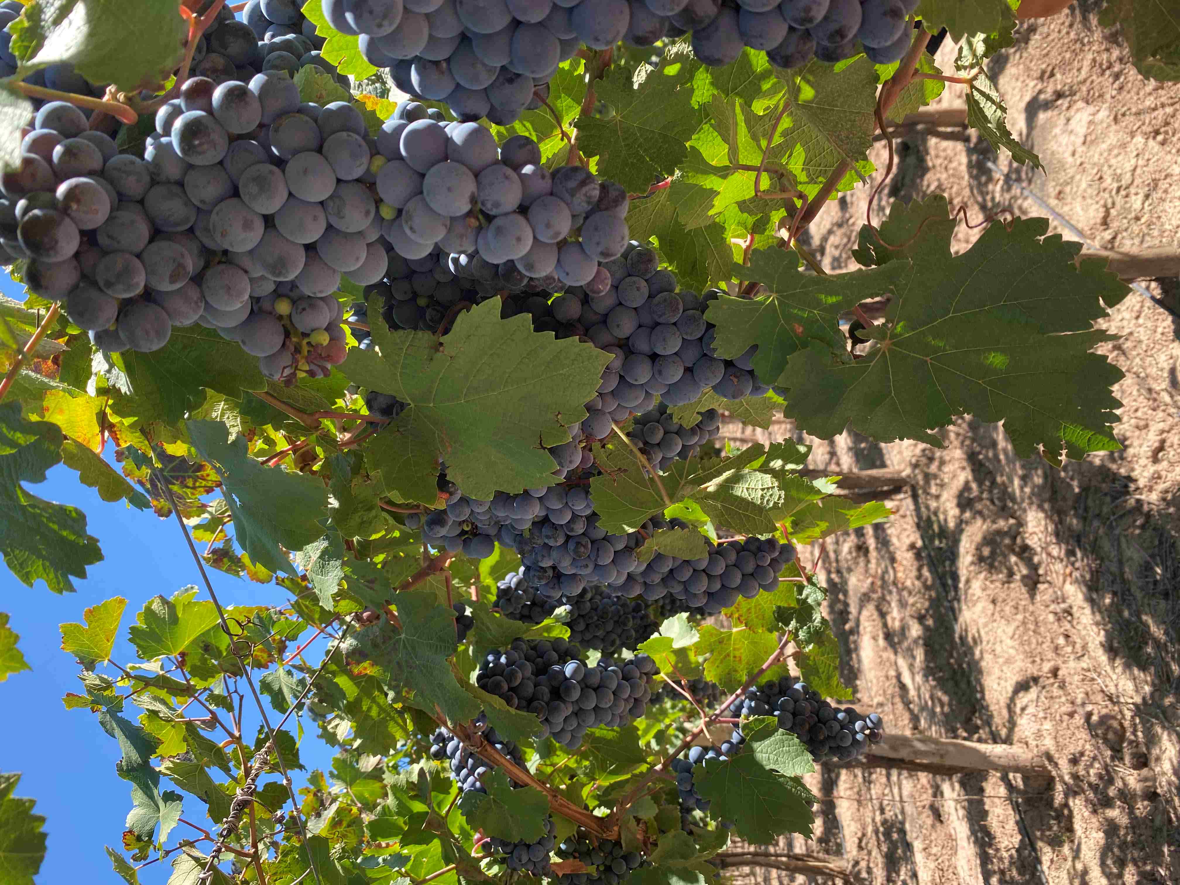 Винные дигустации в провинции Мендоса